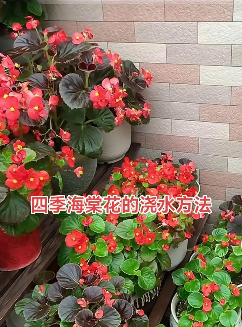 水季草的正确浇水方式是什么？