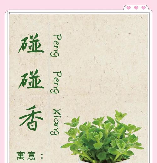 碰碰香的养殖方法和护理要点？