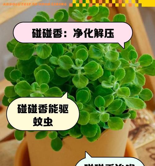 碰碰香的养殖方法和护理要点？