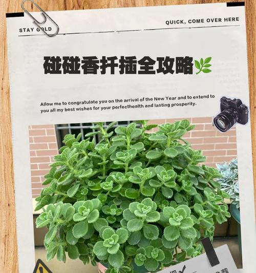 碰碰香的养殖方法和护理要点？