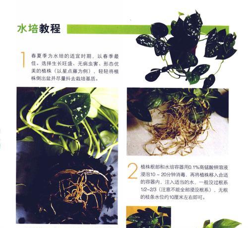 白头翁的养殖方法和注意事项是什么？