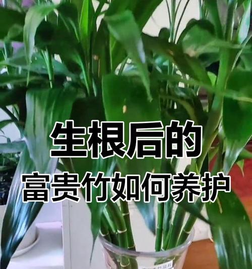 富贵竹长根后如何养护？需要注意什么？