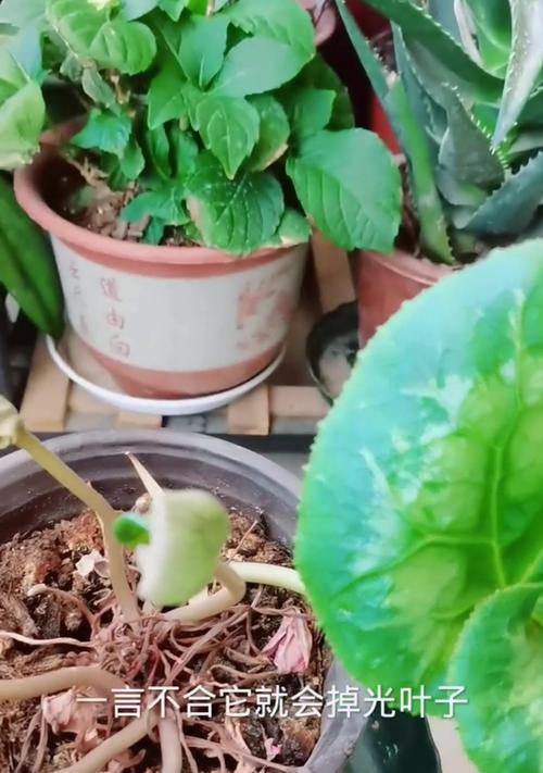 仙客来叶子发黄的解决方法是什么？