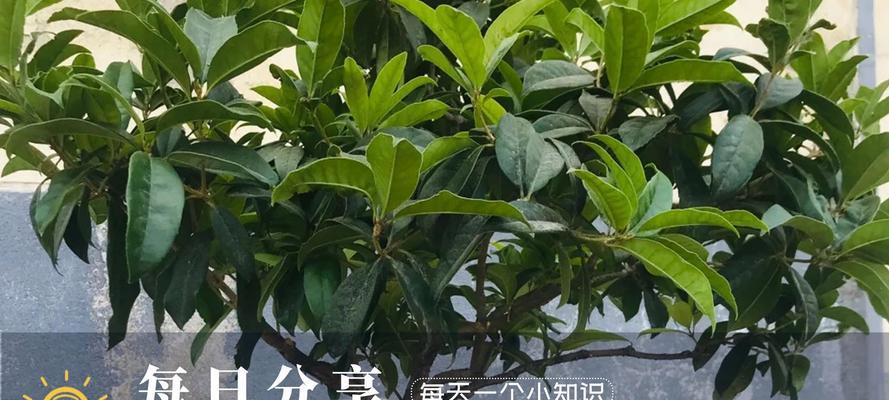 新叶发黄的解决方法有哪些？