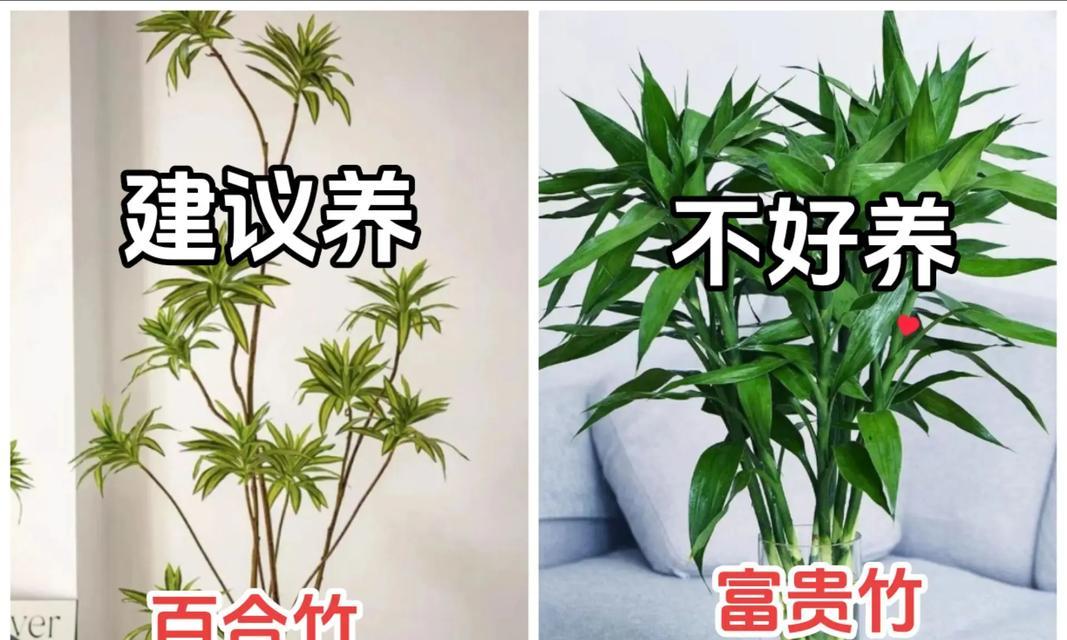 百合花浇水的正确方式是什么？如何避免浇水不当导致的问题？