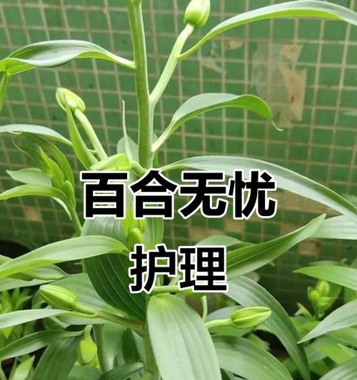 百合花浇水的正确方式是什么？如何避免浇水不当导致的问题？