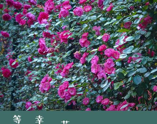 月季花象征着什么？月季花的花语和文化意义是什么？