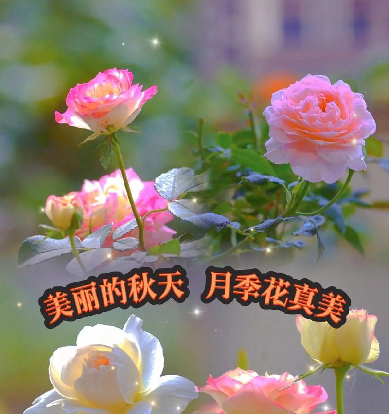 月季花象征着什么？月季花的花语和文化意义是什么？