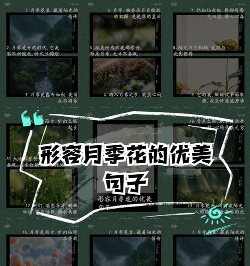 月季花象征着什么？月季花的花语和文化意义是什么？