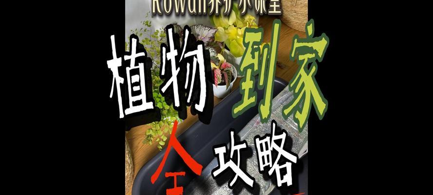 植物叶子掉落怎么办？如何预防和处理？