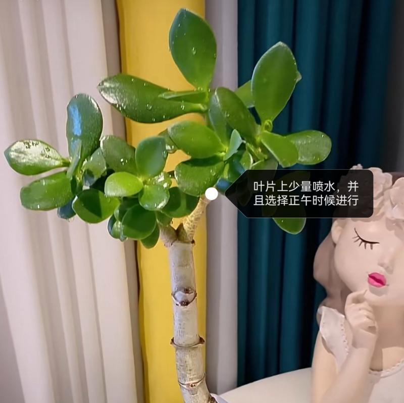 植物叶子掉落怎么办？如何预防和处理？