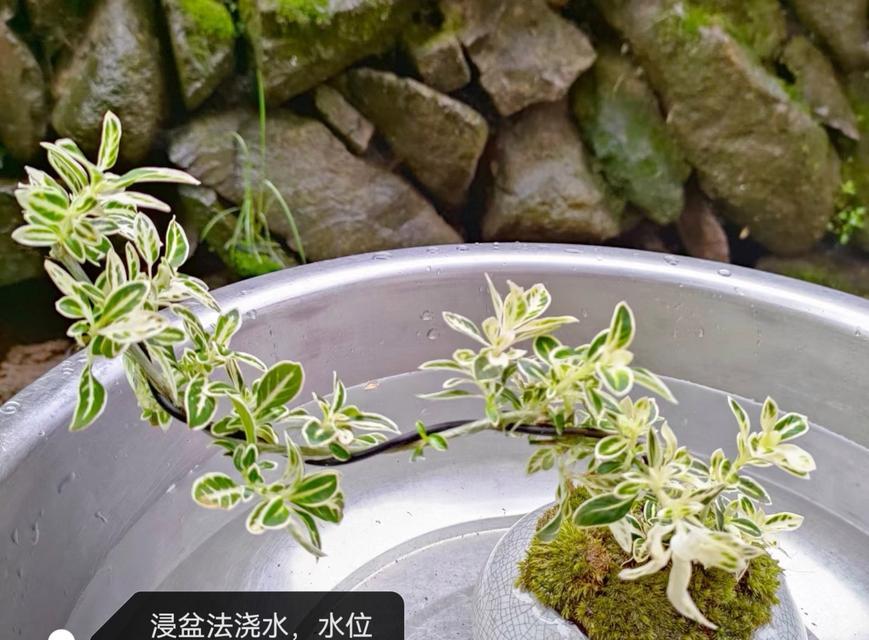 植物叶子掉落怎么办？如何预防和处理？