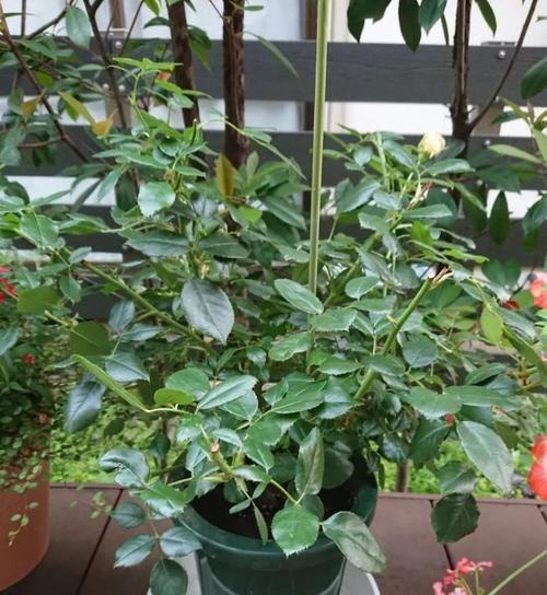 花浇什么水最好？不同花卉的浇水技巧有哪些？