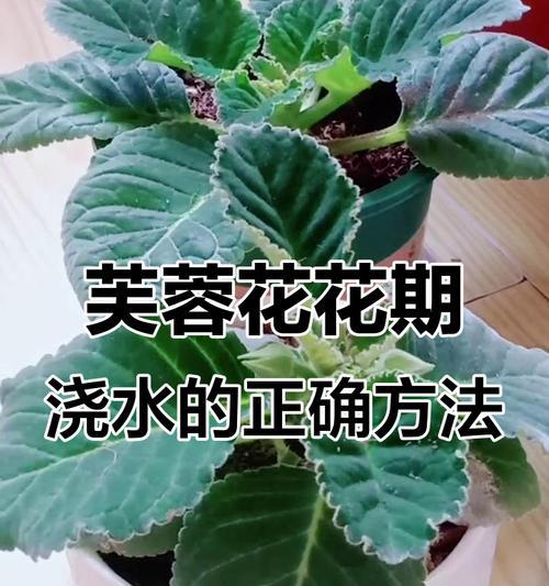 花浇什么水最好？不同花卉的浇水技巧有哪些？