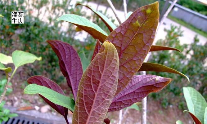 彩叶植物有哪些种类？它们的色彩变化如何？
