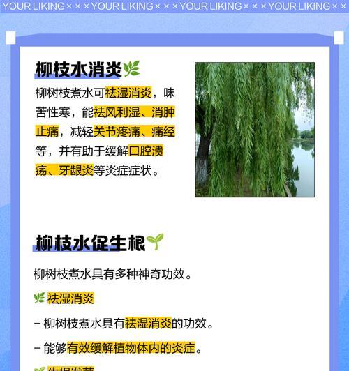 柳条生根水的制作方法是什么？如何使用效果最佳？