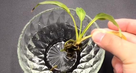 柳条生根水的制作方法是什么？如何使用效果最佳？