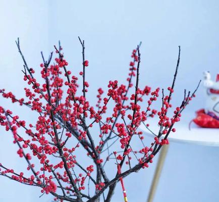 玉珠花有什么好处？玉珠花的观赏价值和药用价值是什么？