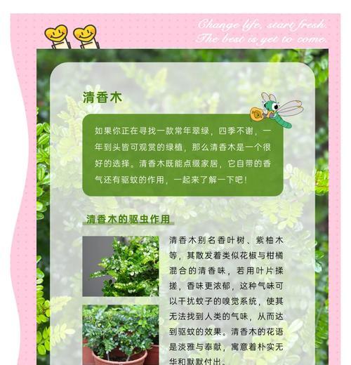 清香木叶子出现问题？如何解决？