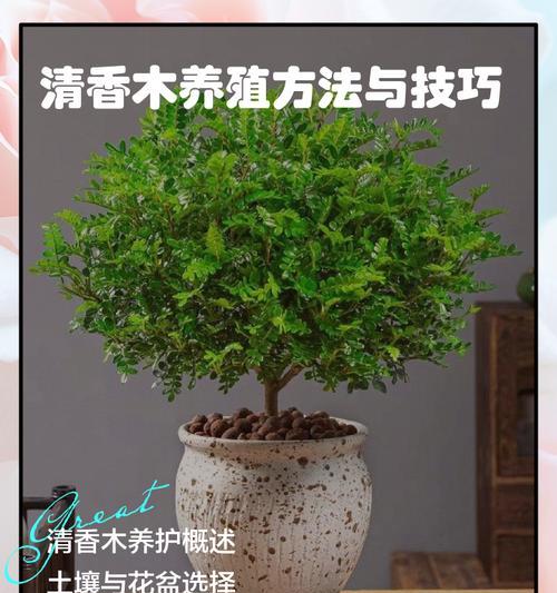 清香木叶子出现问题？如何解决？