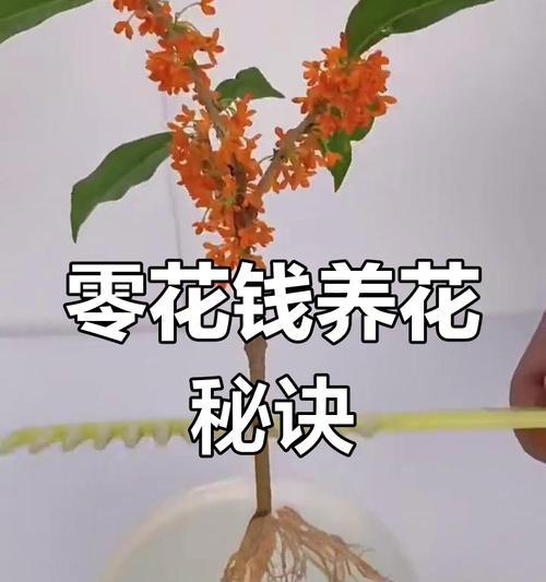 可以扦插的花卉有哪些？扦插的正确方法是什么？