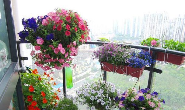 南阳台适合种植哪些花卉？