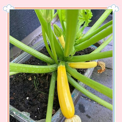 花朵受粉的过程是怎样的？