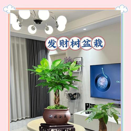 平安树的养殖环境要求是什么？如何保持其健康？