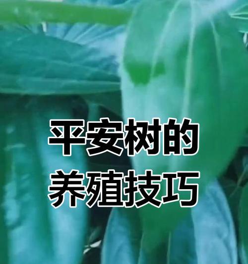 平安树的养殖环境要求是什么？如何保持其健康？