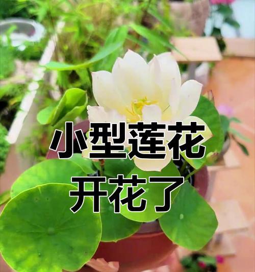 莲花种植的正确步骤是什么？怎样确保其顺利开花？