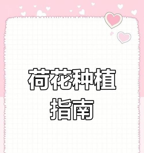 莲花种植的正确步骤是什么？怎样确保其顺利开花？