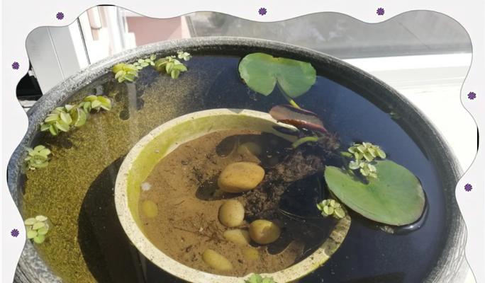 莲花种植的正确步骤是什么？怎样确保其顺利开花？