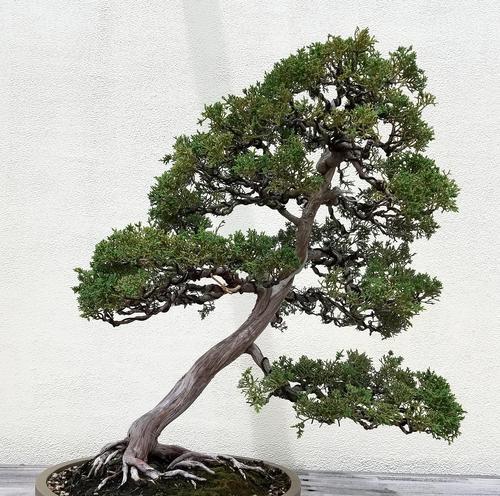 五针松用什么土？五针松的土壤选择和种植要点是什么？