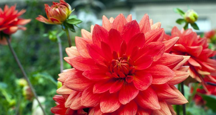 国花是什么花？各国的国花及其象征意义是什么？
