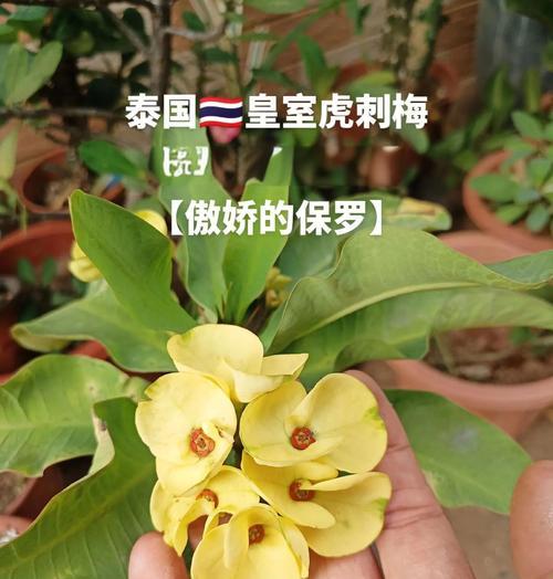 虎刺梅叶子发黄的处理方法是什么？