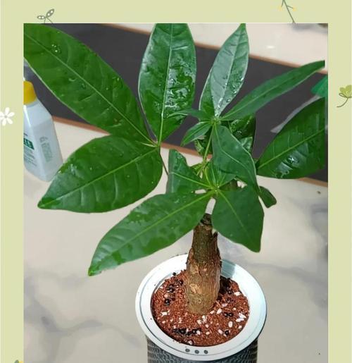 发财树嫁接的方法和步骤是什么？