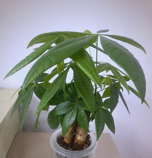发财树嫁接的方法和步骤是什么？