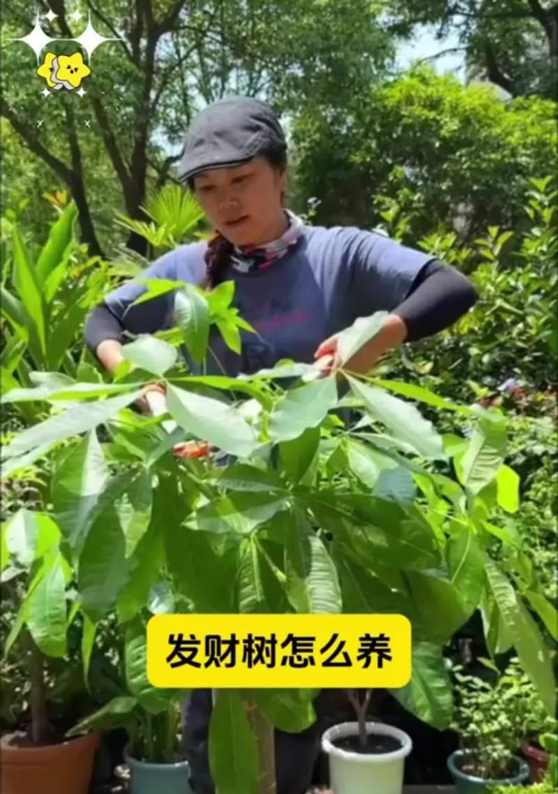 发财树嫁接的方法和步骤是什么？