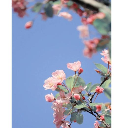 春季开花的有哪些花？春季花卉的养护要点是什么？