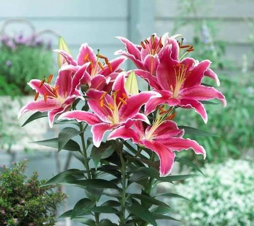 春季开花的有哪些花？春季花卉的养护要点是什么？