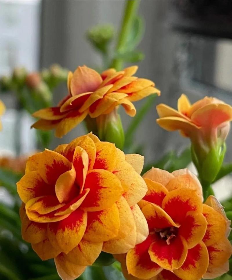 春季开花的有哪些花？春季花卉的养护要点是什么？