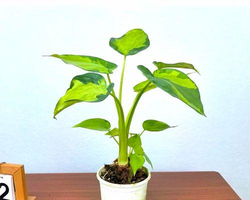 滴水观音哪种品种最好？如何分辨？