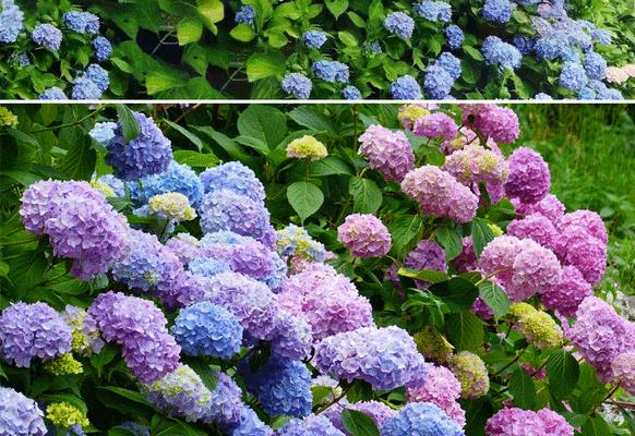 八仙花有哪些品种？不同品种的八仙花有何区别？