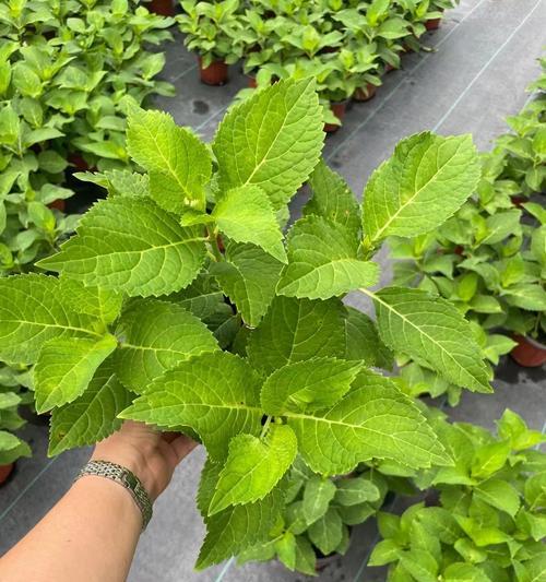 八仙花有哪些品种？不同品种的八仙花有何区别？
