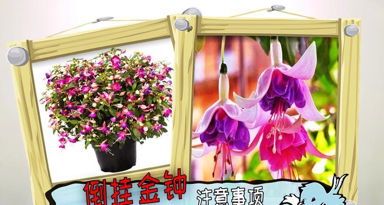 金钟的饲养技巧和注意事项是什么？