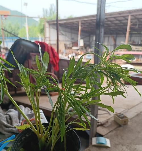 盆栽植物浇水的最佳时机是什么时候？