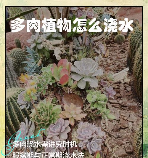 盆栽植物浇水的最佳时机是什么时候？