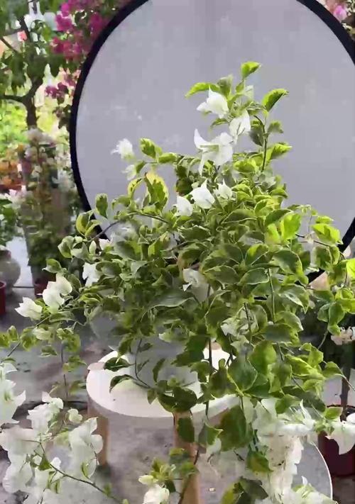 盆栽植物浇水的最佳时机是什么时候？