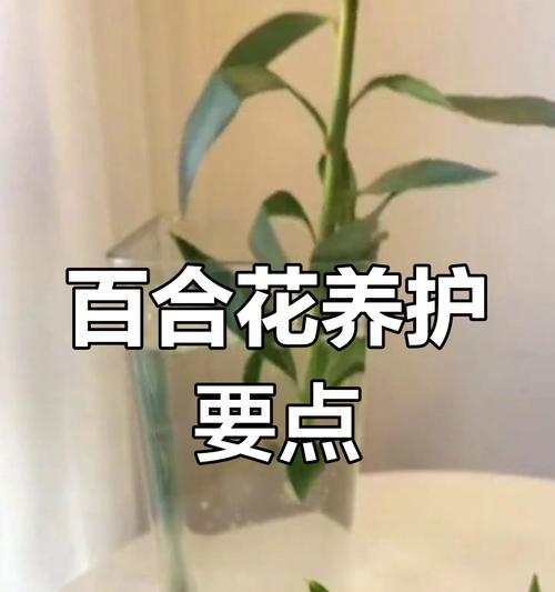 百合花冬季养护要点是什么？如何安全过冬？