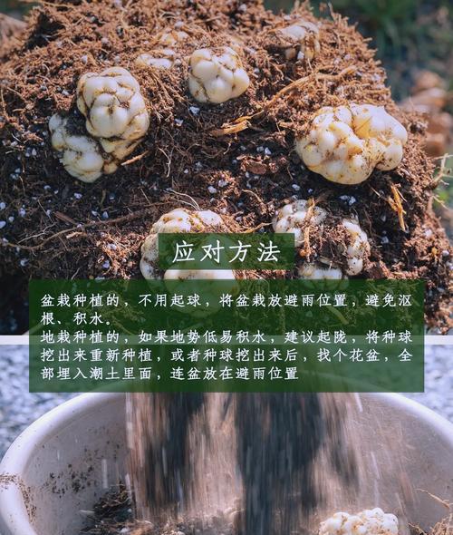 百合花冬季养护要点是什么？如何安全过冬？